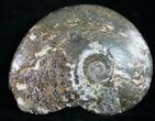 Placenticeras Ammonite - Free Of Matrix #8967-1